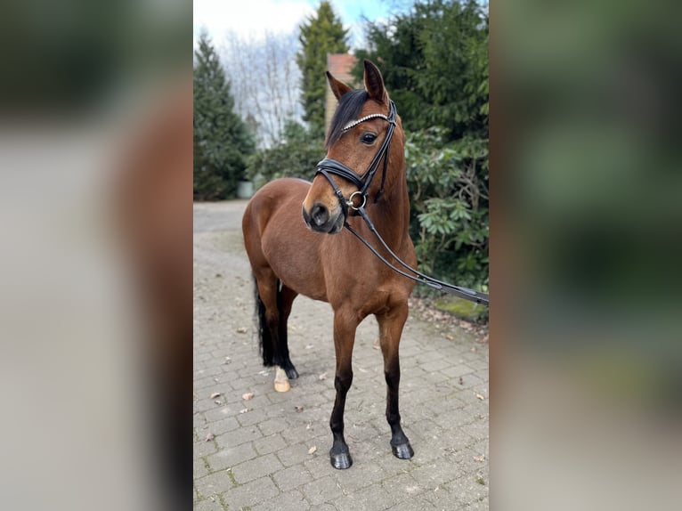 Deutsches Reitpony Stute 6 Jahre 144 cm Brauner in Ochtrup