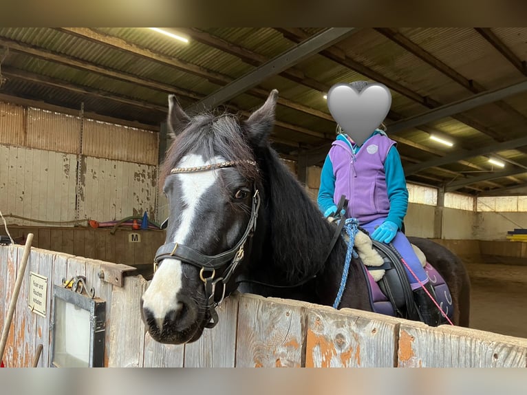 Deutsches Reitpony Stute 6 Jahre 144 cm Dunkelbrauner in Freiburg im Breisgau