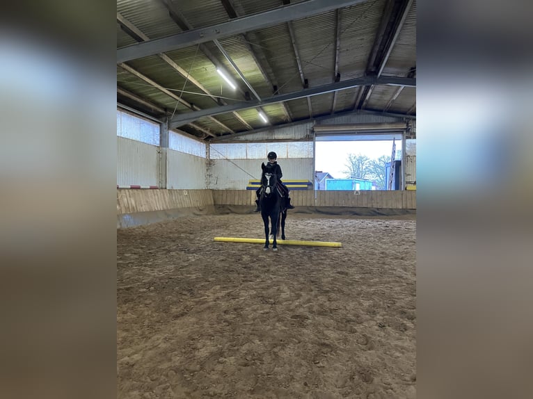 Deutsches Reitpony Stute 6 Jahre 144 cm Dunkelbrauner in Freiburg im Breisgau