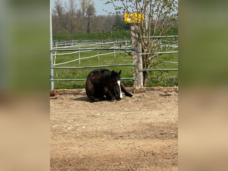 Deutsches Reitpony Stute 6 Jahre 144 cm Dunkelbrauner in Freiburg im Breisgau