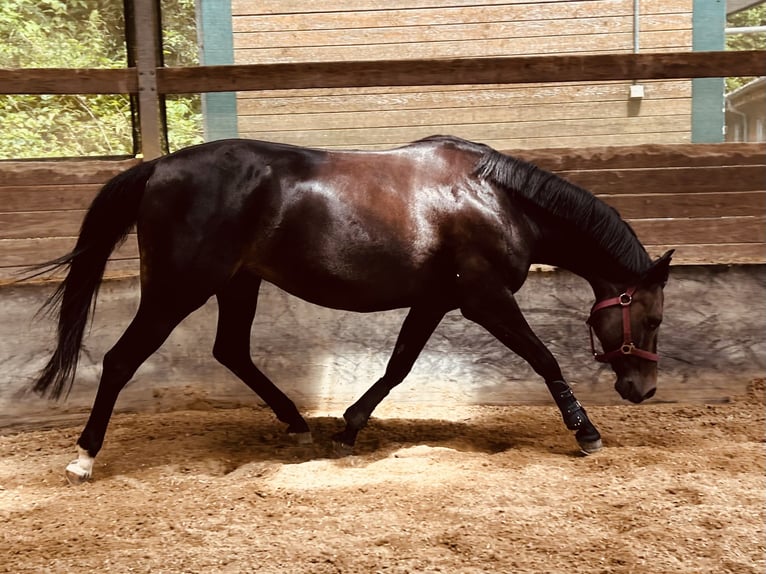 Deutsches Reitpony Stute 6 Jahre 144 cm Dunkelbrauner in Gomadingen