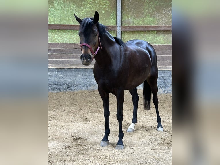 Deutsches Reitpony Stute 6 Jahre 144 cm Dunkelbrauner in Gomadingen