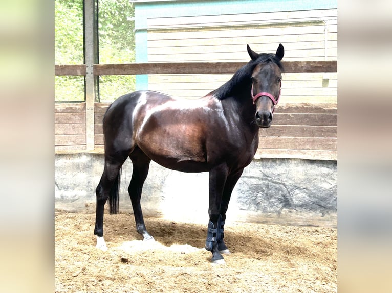 Deutsches Reitpony Stute 6 Jahre 144 cm Dunkelbrauner in Gomadingen