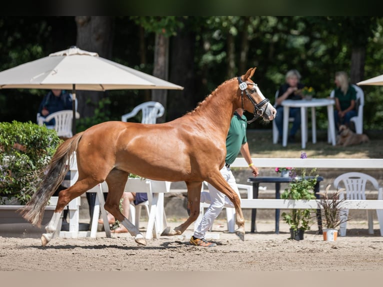 Deutsches Reitpony Stute 6 Jahre 144 cm Fuchs in Neuss