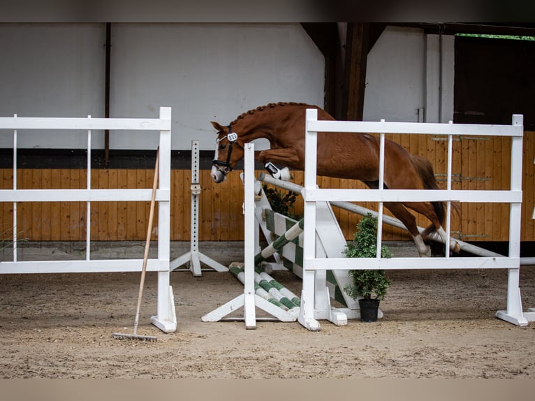 Deutsches Reitpony Stute 6 Jahre 144 cm Fuchs in Neuss