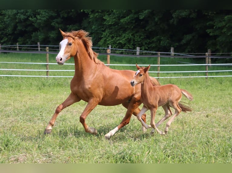 Deutsches Reitpony Stute 6 Jahre 144 cm Fuchs in Neuss