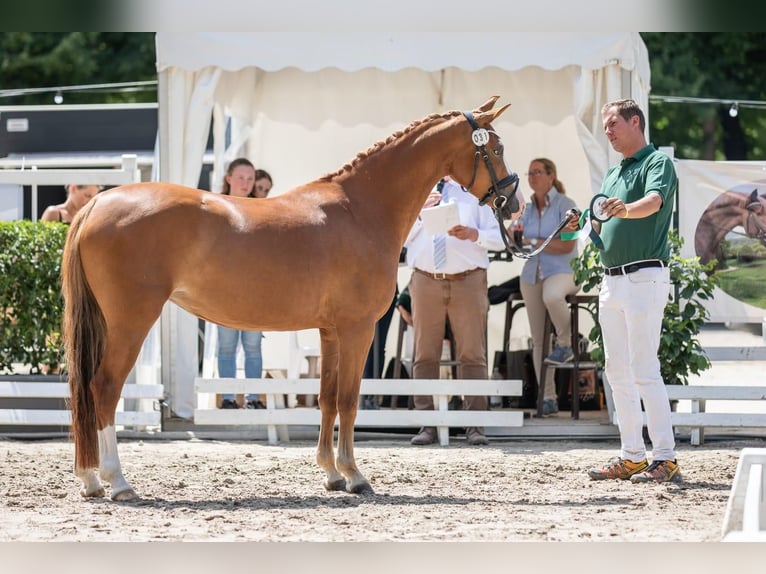 Deutsches Reitpony Stute 6 Jahre 144 cm Fuchs in Neuss