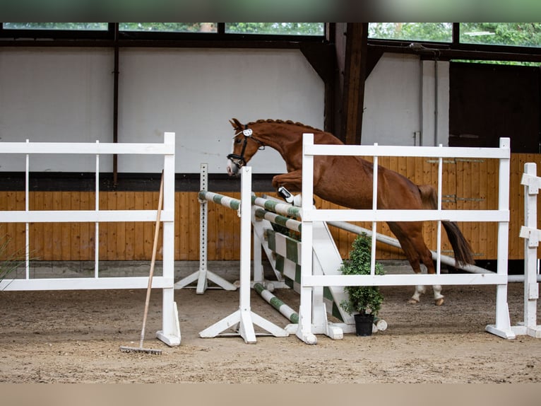 Deutsches Reitpony Stute 6 Jahre 144 cm Fuchs in Neuss