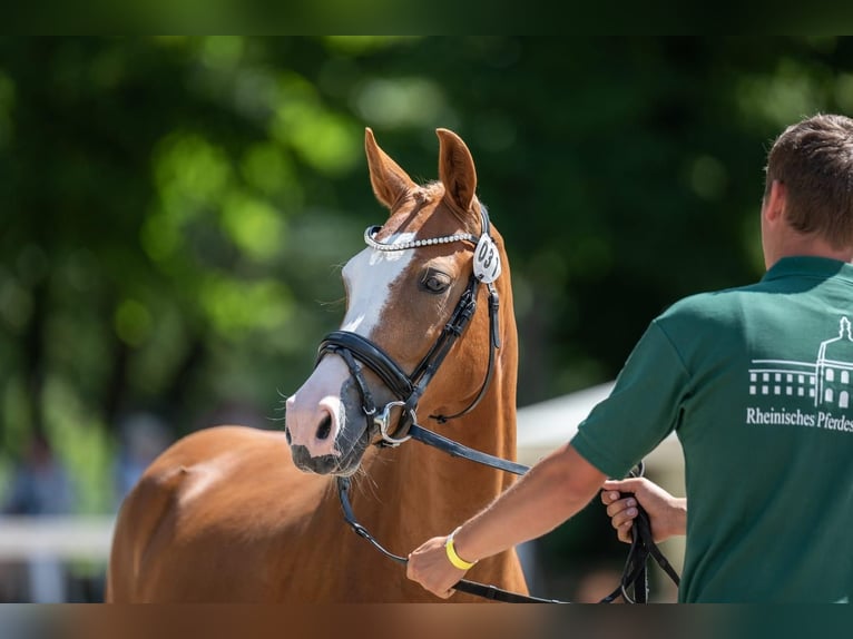 Deutsches Reitpony Stute 6 Jahre 144 cm Fuchs in Neuss