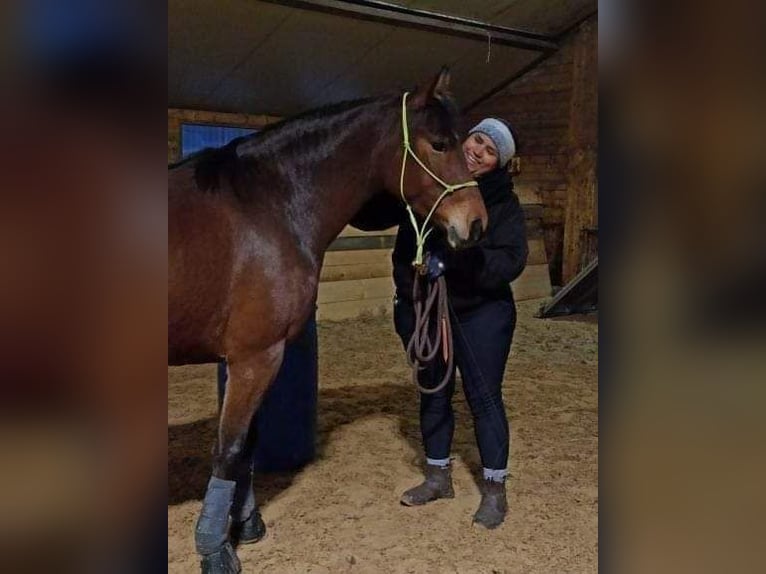 Deutsches Reitpony Stute 6 Jahre 145 cm Brauner in Fuchstal