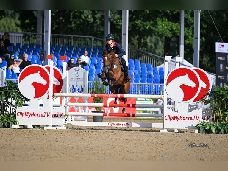 Deutsches Reitpony Stute 6 Jahre 145 cm Brauner in Haan