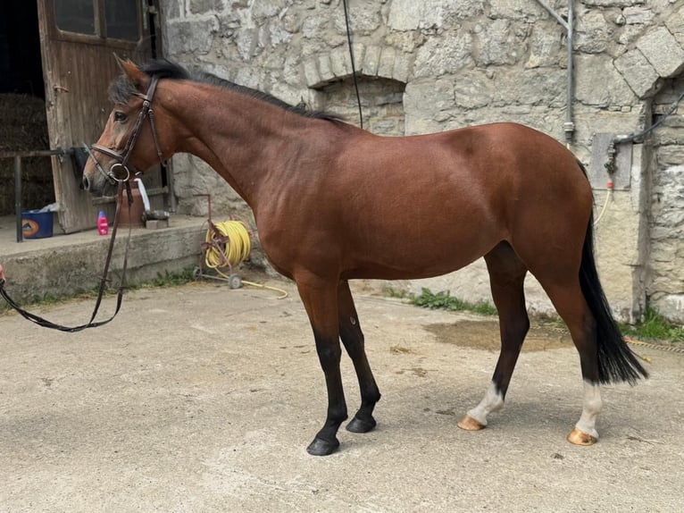 Deutsches Reitpony Stute 6 Jahre 145 cm Brauner in Haan