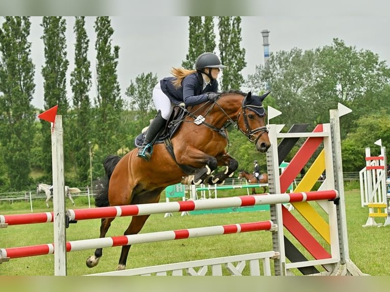 Deutsches Reitpony Stute 6 Jahre 145 cm Brauner in Wentorf bei Hamburg