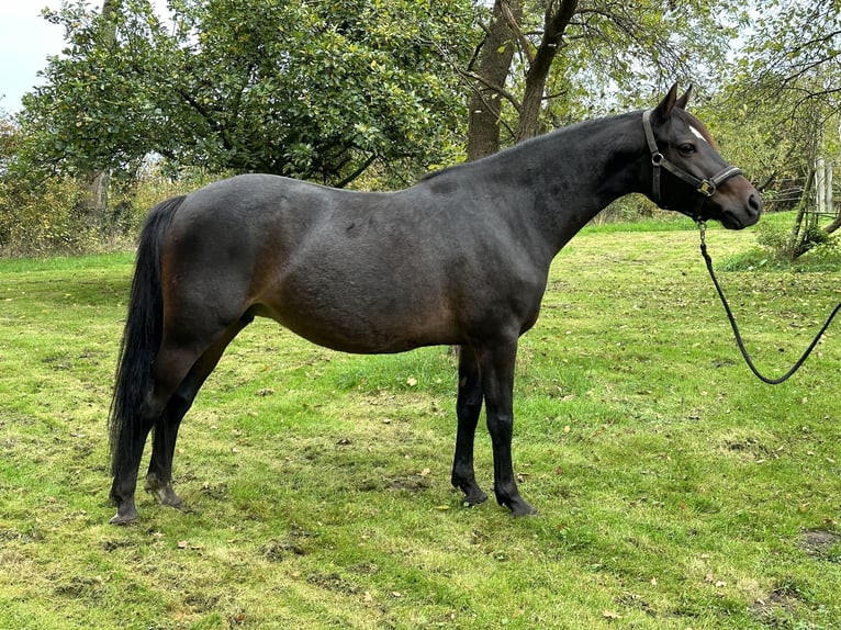 Deutsches Reitpony Stute 6 Jahre 145 cm Brauner in Twistringen