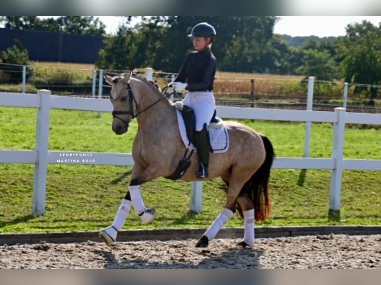 Deutsches Reitpony Stute 6 Jahre 145 cm Buckskin in Recke, bei Osnabr&#xFC;ck