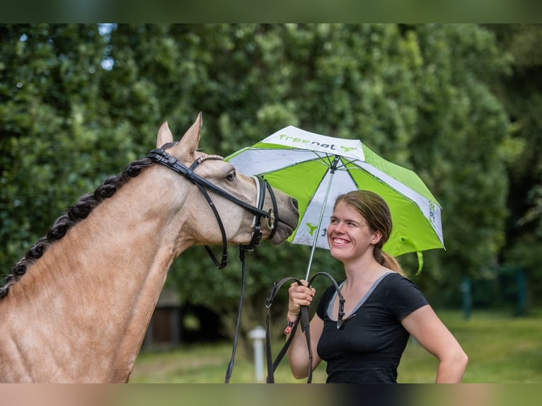 Deutsches Reitpony Stute 6 Jahre 145 cm Buckskin in Recke, bei Osnabr&#xFC;ck