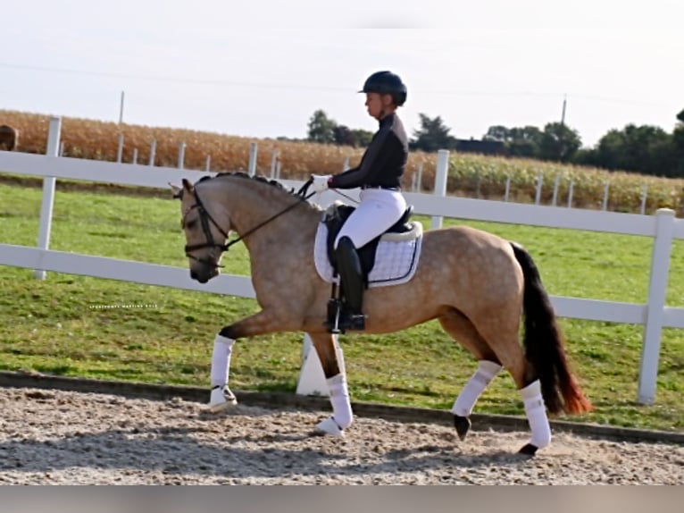 Deutsches Reitpony Stute 6 Jahre 145 cm Buckskin in Recke, bei Osnabr&#xFC;ck