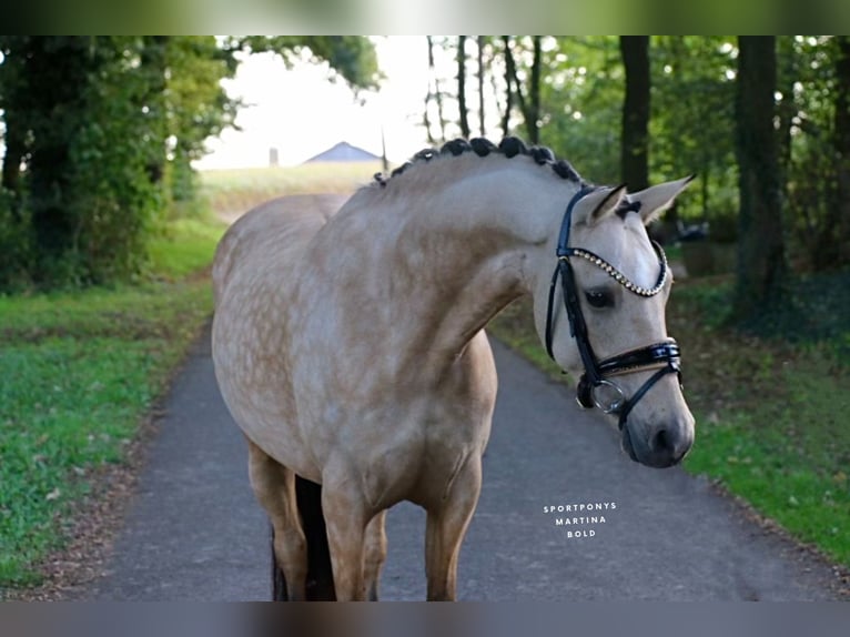 Deutsches Reitpony Stute 6 Jahre 145 cm Buckskin in Recke, bei Osnabr&#xFC;ck