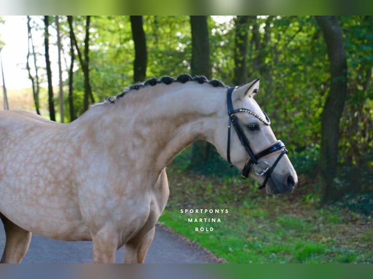Deutsches Reitpony Stute 6 Jahre 145 cm Buckskin in Recke, bei Osnabr&#xFC;ck