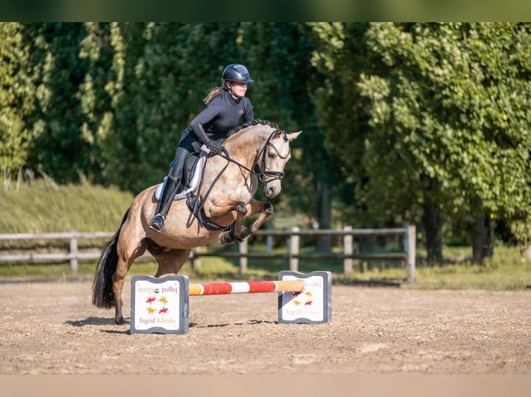 Deutsches Reitpony Stute 6 Jahre 145 cm Buckskin in Recke, bei Osnabr&#xFC;ck