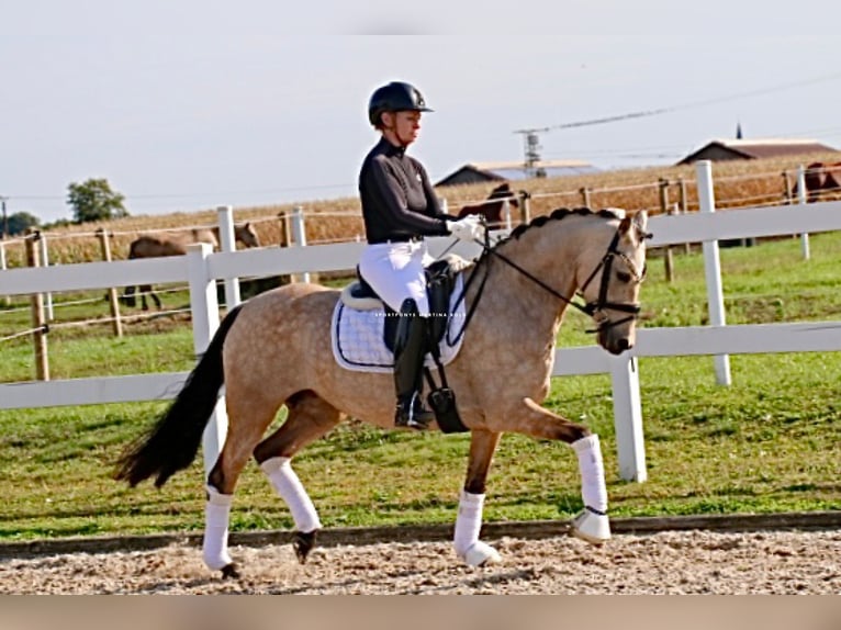 Deutsches Reitpony Stute 6 Jahre 145 cm Buckskin in Recke, bei Osnabr&#xFC;ck