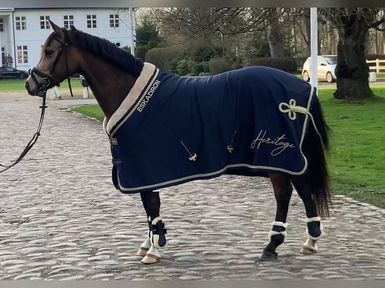Deutsches Reitpony Stute 6 Jahre 145 cm Buckskin in Struxdorf