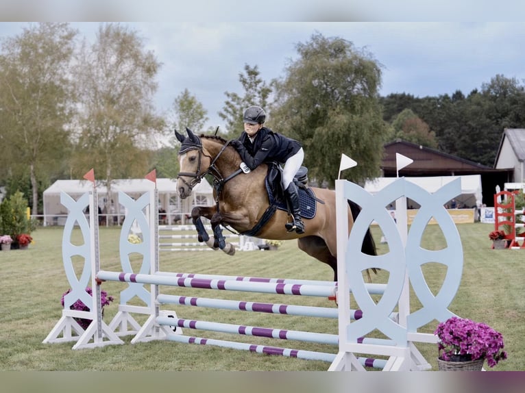Deutsches Reitpony Stute 6 Jahre 145 cm Buckskin in Struxdorf