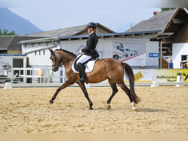 Deutsches Reitpony Stute 6 Jahre 145 cm Falbe in Feldkirch