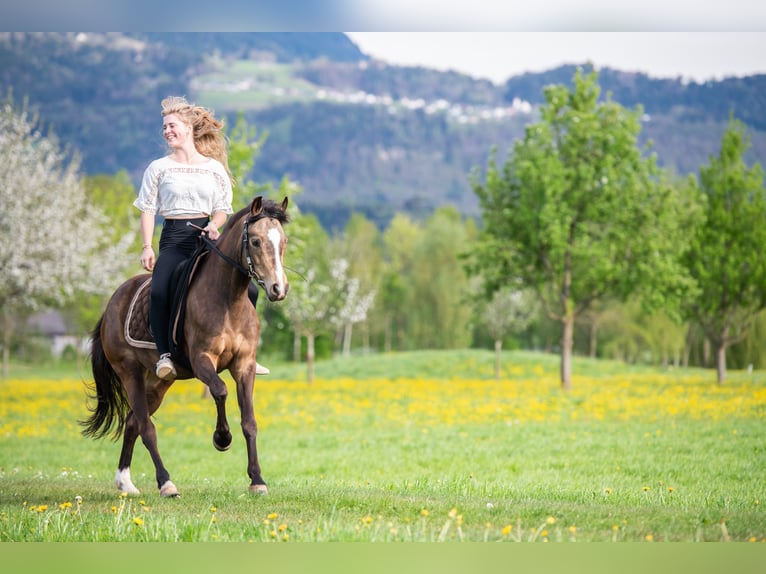 Deutsches Reitpony Stute 6 Jahre 145 cm Falbe in Feldkirch