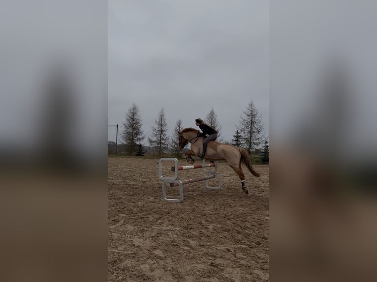 Deutsches Reitpony Mix Stute 6 Jahre 145 cm Fuchs in Löwenberger Land