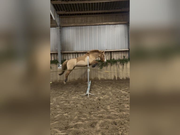 Deutsches Reitpony Mix Stute 6 Jahre 145 cm Fuchs in Löwenberger Land