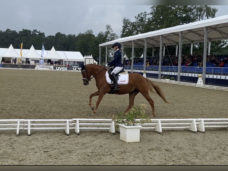 Deutsches Reitpony Stute 6 Jahre 145 cm Fuchs in Eberdingen
