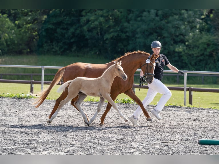Deutsches Reitpony Stute 6 Jahre 145 cm Fuchs in Eberdingen
