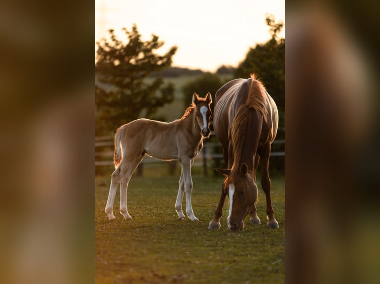 Deutsches Reitpony Stute 6 Jahre 145 cm Fuchs in Eberdingen