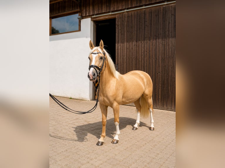 Deutsches Reitpony Stute 6 Jahre 145 cm Palomino in Schmallenberg
