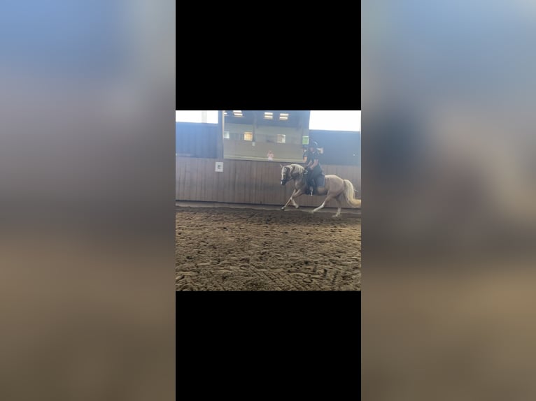 Deutsches Reitpony Stute 6 Jahre 145 cm Palomino in Schmallenberg