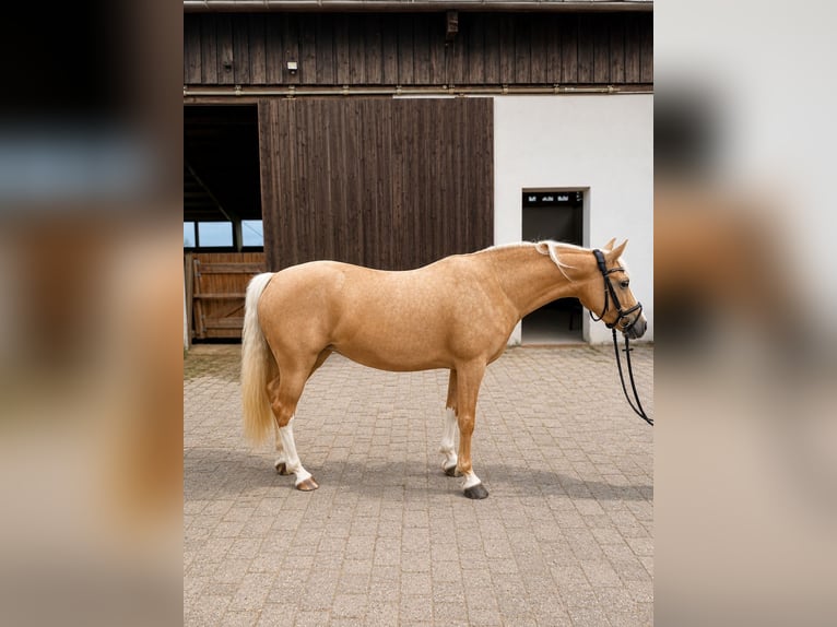 Deutsches Reitpony Stute 6 Jahre 145 cm Palomino in Schmallenberg