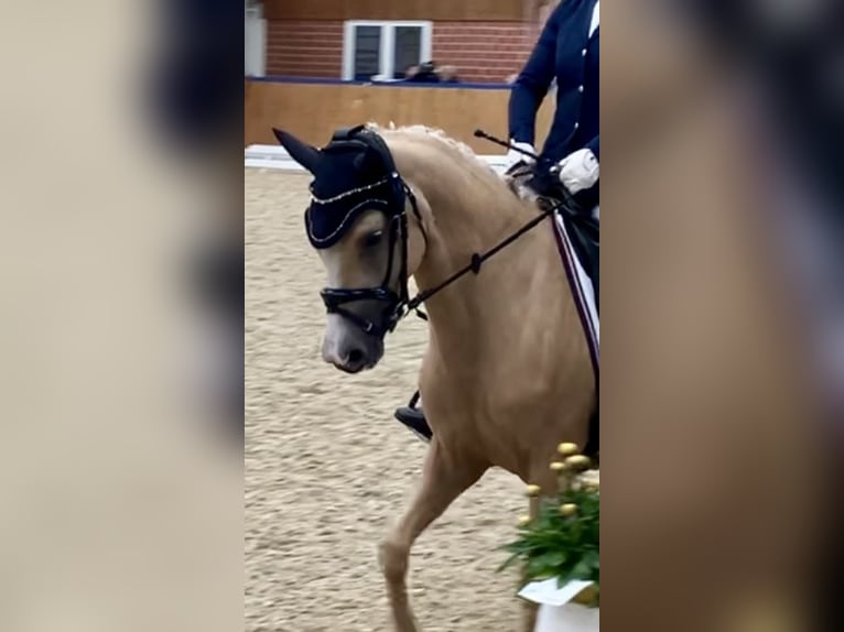 Deutsches Reitpony Stute 6 Jahre 145 cm Palomino in Haren
