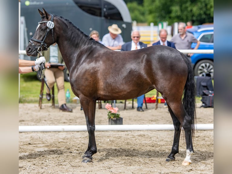 Deutsches Reitpony Stute 6 Jahre 145 cm Rappe in Emlichheim