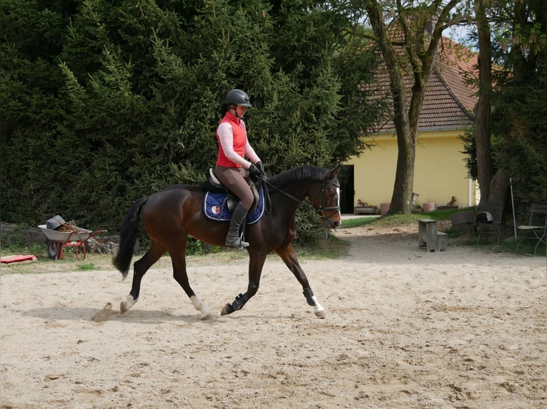 Deutsches Reitpony Stute 6 Jahre 145 cm Schwarzbrauner in Sinzing