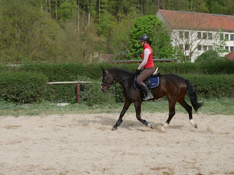 Deutsches Reitpony Stute 6 Jahre 145 cm Schwarzbrauner in Sinzing