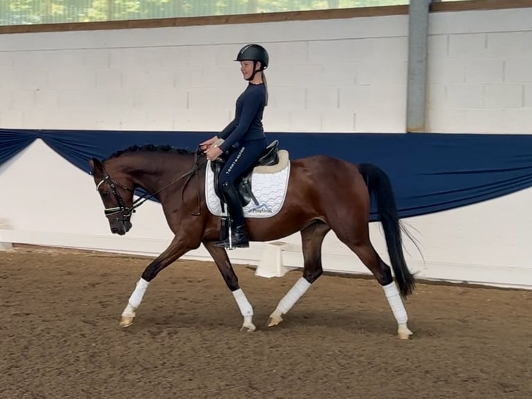 Deutsches Reitpony Stute 6 Jahre 146 cm Brauner in Philippsthal