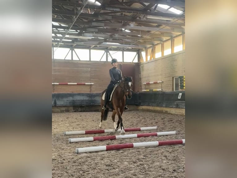 Deutsches Reitpony Stute 6 Jahre 146 cm Brauner in Philippsthal