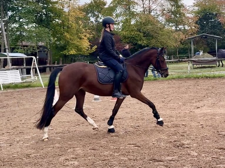 Deutsches Reitpony Stute 6 Jahre 146 cm Brauner in Philippsthal