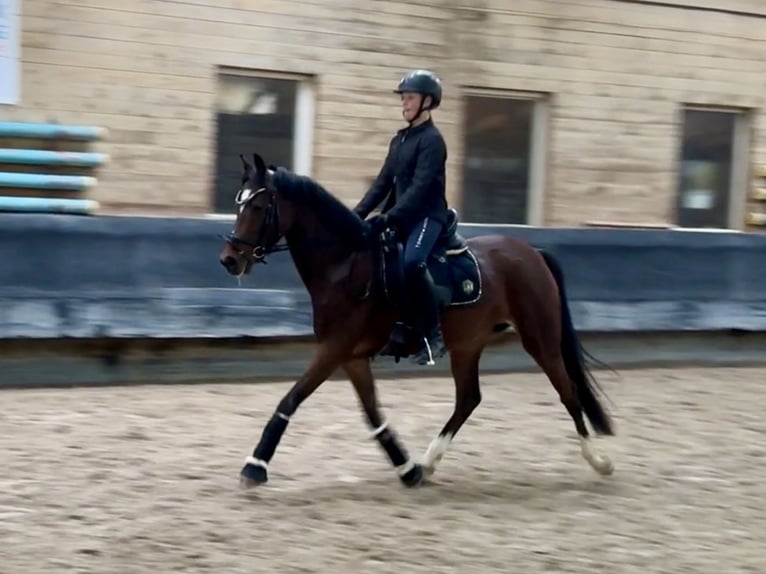 Deutsches Reitpony Stute 6 Jahre 146 cm Brauner in Philippsthal