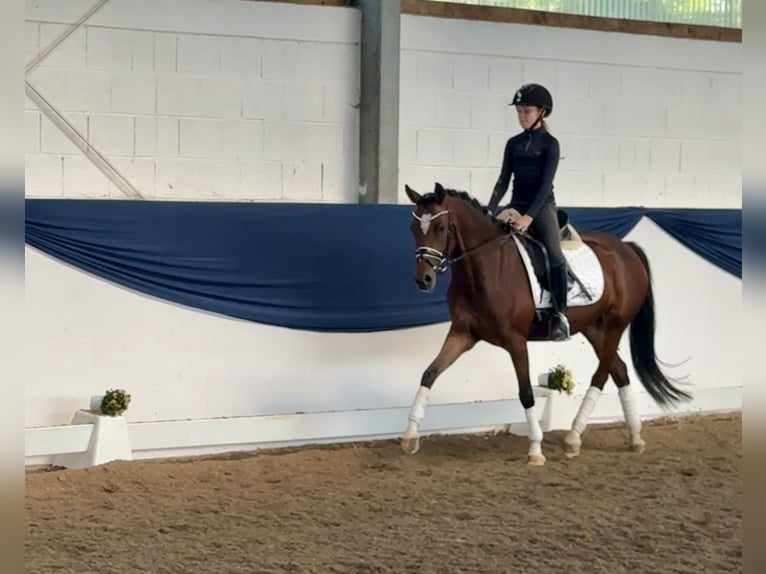 Deutsches Reitpony Stute 6 Jahre 146 cm Brauner in Philippsthal