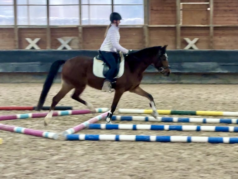 Deutsches Reitpony Stute 6 Jahre 146 cm Brauner in Philippsthal