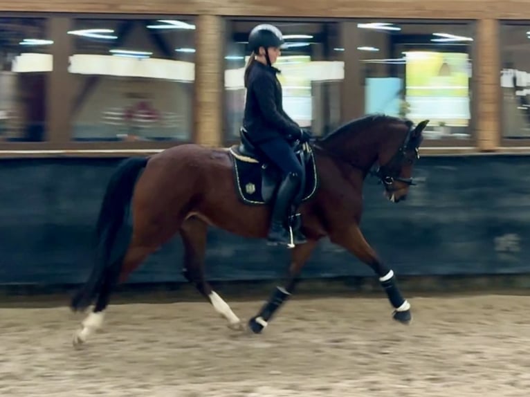 Deutsches Reitpony Stute 6 Jahre 146 cm Brauner in Philippsthal