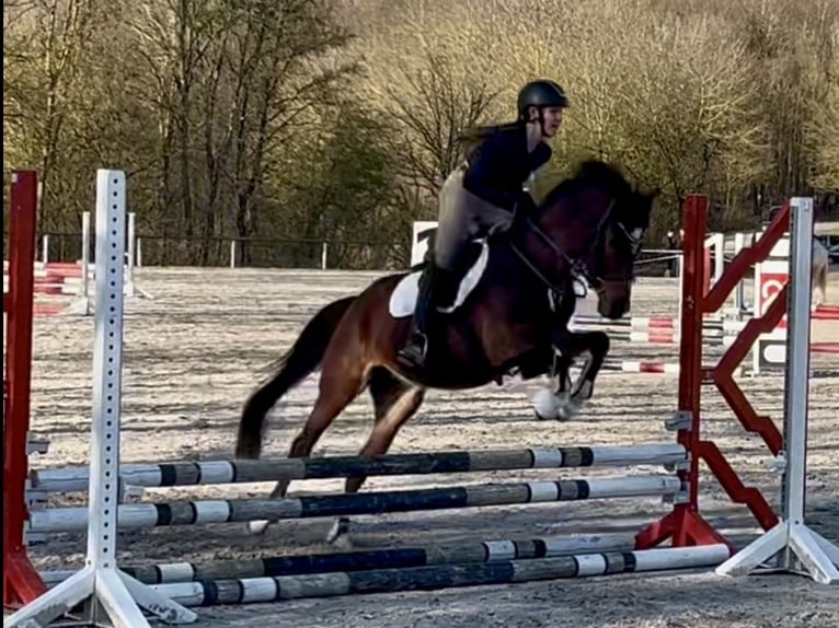 Deutsches Reitpony Stute 6 Jahre 146 cm Brauner in Philippsthal