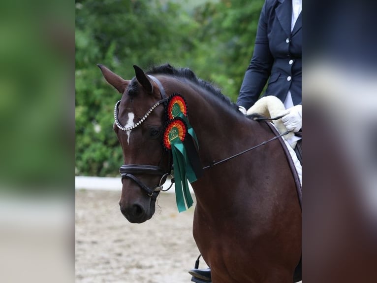 Deutsches Reitpony Stute 6 Jahre 146 cm Brauner in Münster